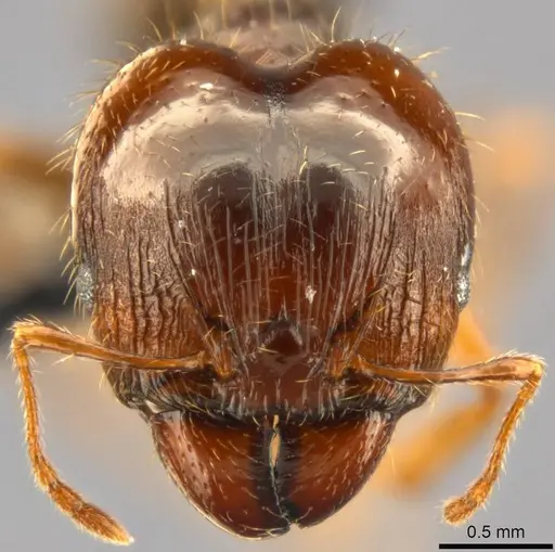 Pheidole punctulata specimen CASENT0283067 image casent0283067_2