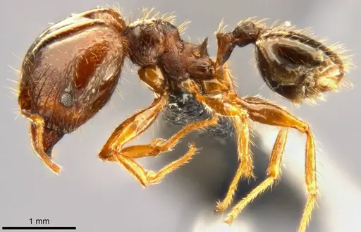 Pheidole punctulata specimen CASENT0283067 image casent0283067_3