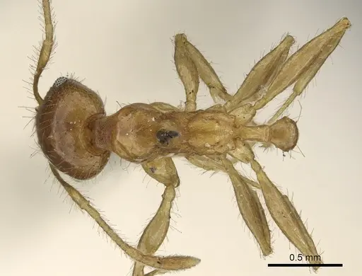 Pheidole punctulata specimen CASENT0901315 image casent0901315_1