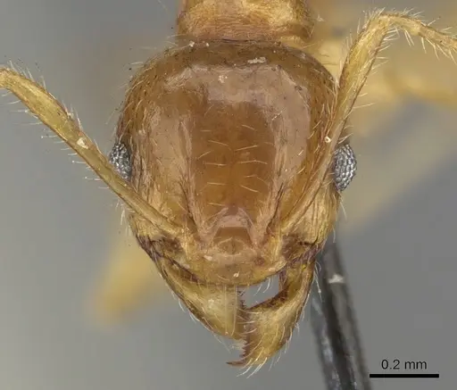 Pheidole punctulata specimen CASENT0901315 image casent0901315_2