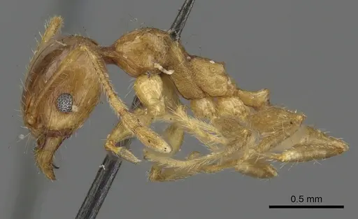 Pheidole punctulata specimen CASENT0901315 image casent0901315_3