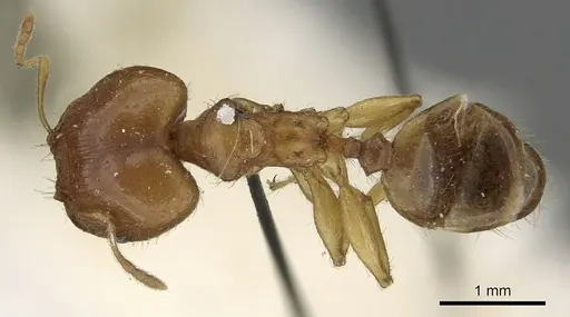 Pheidole punctulata specimen CASENT0901316 image casent0901316_1