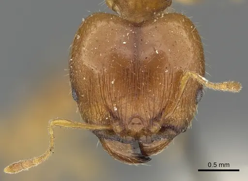 Pheidole punctulata specimen CASENT0901316 image casent0901316_2