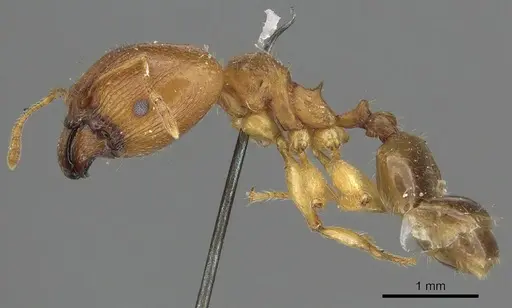 Pheidole punctulata specimen CASENT0901316 image casent0901316_3
