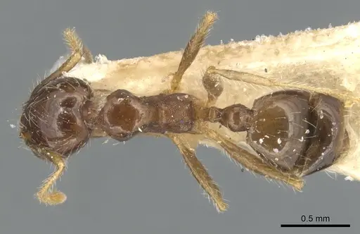 Pheidole punctulata specimen CASENT0904196 image casent0904196_1