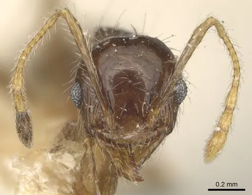 Pheidole punctulata specimen CASENT0904196 image casent0904196_2