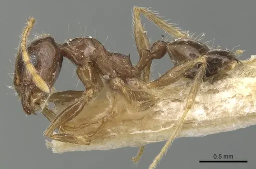 Pheidole punctulata specimen CASENT0904196 image casent0904196_3