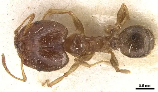 Pheidole punctulata specimen CASENT0906515 image casent0906515_1