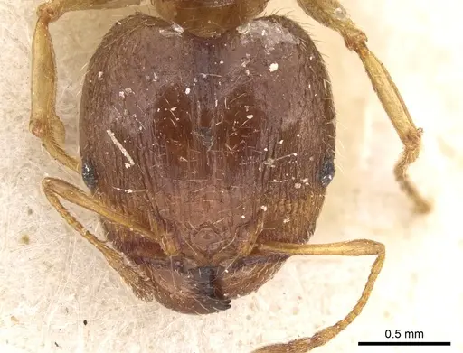 Pheidole punctulata specimen CASENT0906515 image casent0906515_2