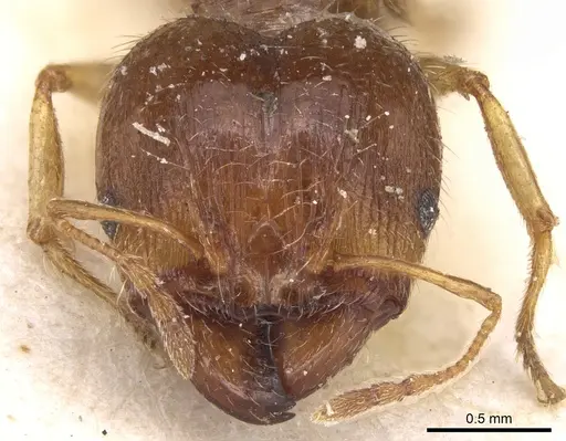 Pheidole punctulata specimen CASENT0906515 image casent0906515_3