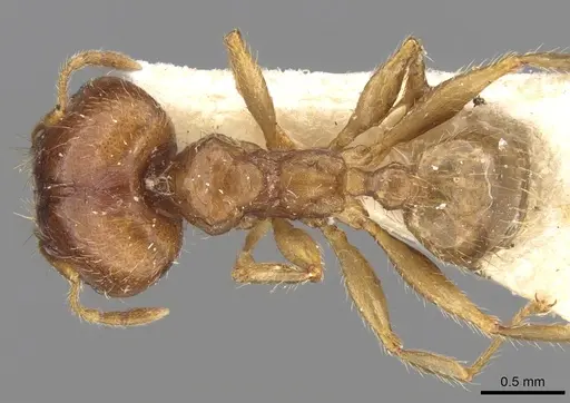 Pheidole punctulata specimen CASENT0906520 image casent0906520_1
