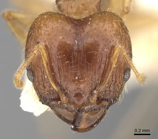 Pheidole punctulata specimen CASENT0906520 image casent0906520_2