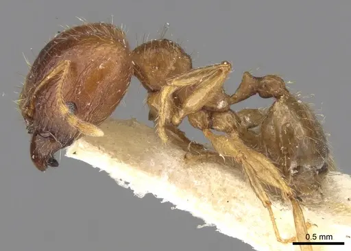 Pheidole punctulata specimen CASENT0906520 image casent0906520_3