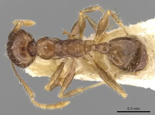 Pheidole punctulata specimen CASENT0906521 image casent0906521_1