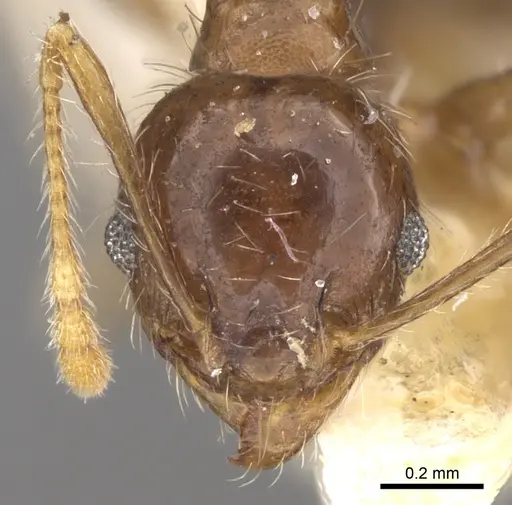 Pheidole punctulata specimen CASENT0906521 image casent0906521_2