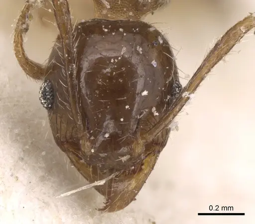 Pheidole punctulata specimen CASENT0906534 image casent0906534_2