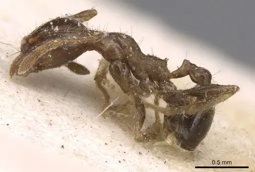 Pheidole punctulata specimen CASENT0906534 image casent0906534_3
