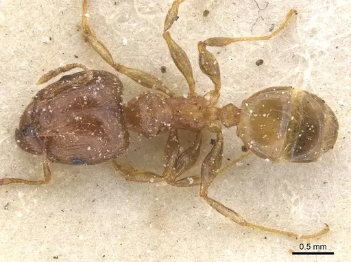 Pheidole punctulata specimen CASENT0913406 image casent0913406_1