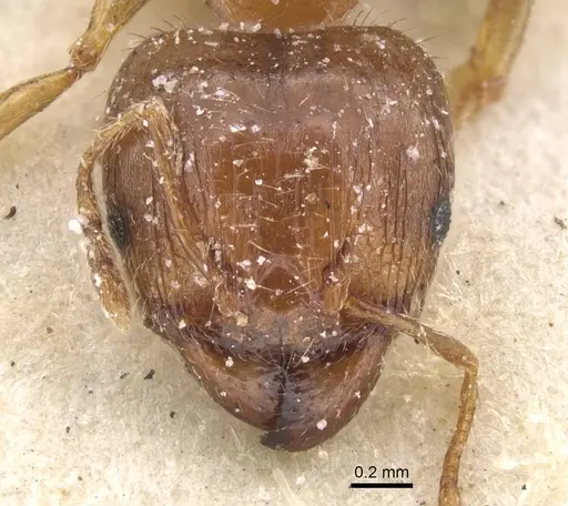 Pheidole punctulata specimen CASENT0913406 image casent0913406_2