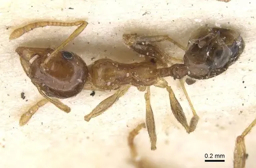 Pheidole punctulata specimen CASENT0913407 image casent0913407_1