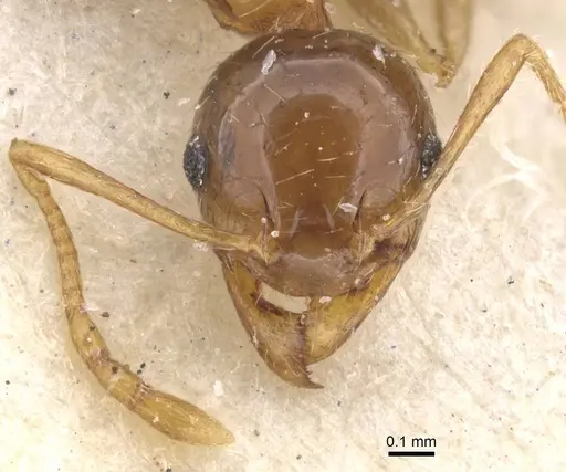 Pheidole punctulata specimen CASENT0913407 image casent0913407_2