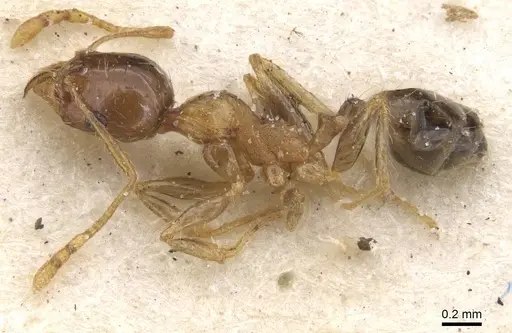 Pheidole punctulata specimen CASENT0913407 image casent0913407_3