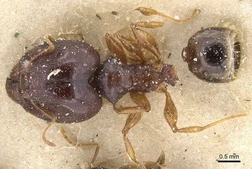 Pheidole punctulata specimen CASENT0913408 image casent0913408_1