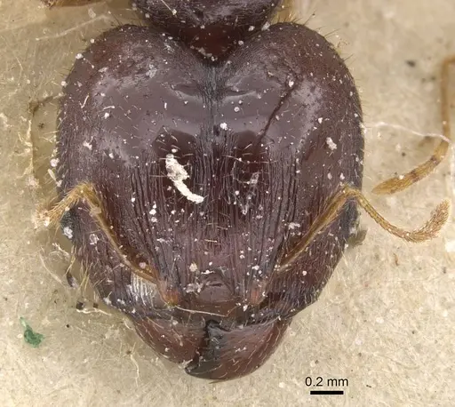 Pheidole punctulata specimen CASENT0913408 image casent0913408_2