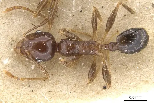 Pheidole punctulata specimen CASENT0913409 image casent0913409_1
