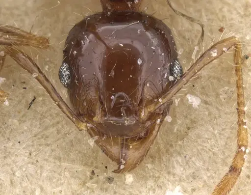 Pheidole punctulata specimen CASENT0913409 image casent0913409_2