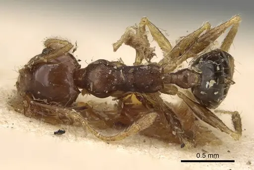 Pheidole punctulata specimen CASENT0922176 image casent0922176_1