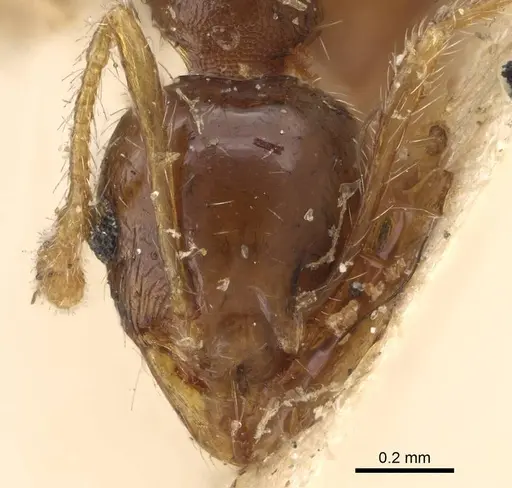 Pheidole punctulata specimen CASENT0922176 image casent0922176_2