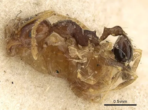 Pheidole punctulata specimen CASENT0922176 image casent0922176_3