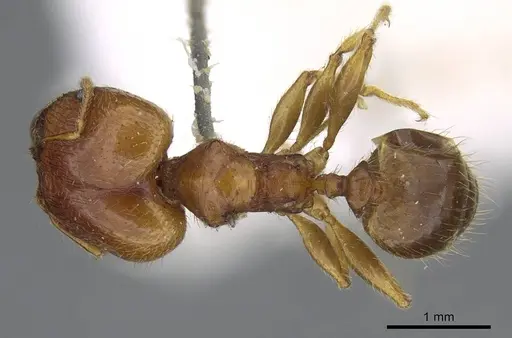 Pheidole punctulata specimen CASENT0922199 image casent0922199_1