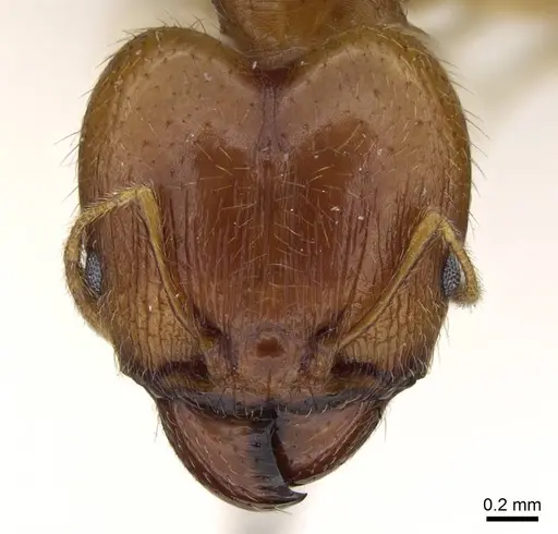 Pheidole punctulata specimen CASENT0922199 image casent0922199_2