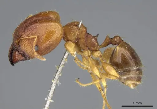 Pheidole punctulata specimen CASENT0922199 image casent0922199_3