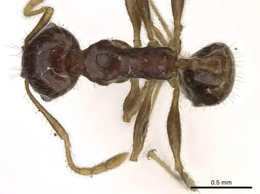 Pheidole punctulata specimen CASENT0922200 image casent0922200_1