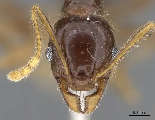 Pheidole punctulata specimen CASENT0922200 image casent0922200_2