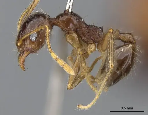 Pheidole punctulata specimen CASENT0922200 image casent0922200_3