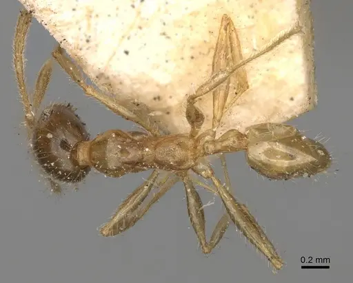 Pheidole punctulata specimen CASENT0923212 image casent0923212_1