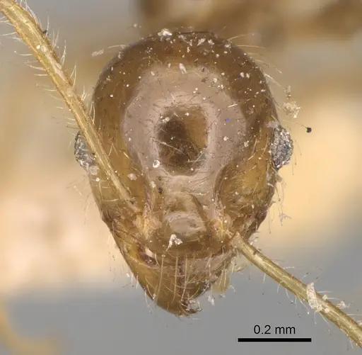 Pheidole punctulata specimen CASENT0923212 image casent0923212_2