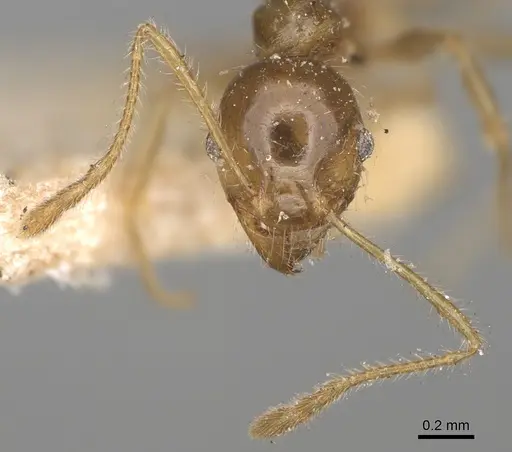 Pheidole punctulata specimen CASENT0923212 image casent0923212_3