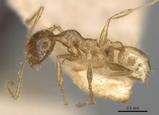 Pheidole punctulata specimen CASENT0923212 image casent0923212_4