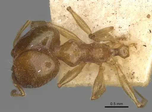 Pheidole punctulata specimen CASENT0923213 image casent0923213_1
