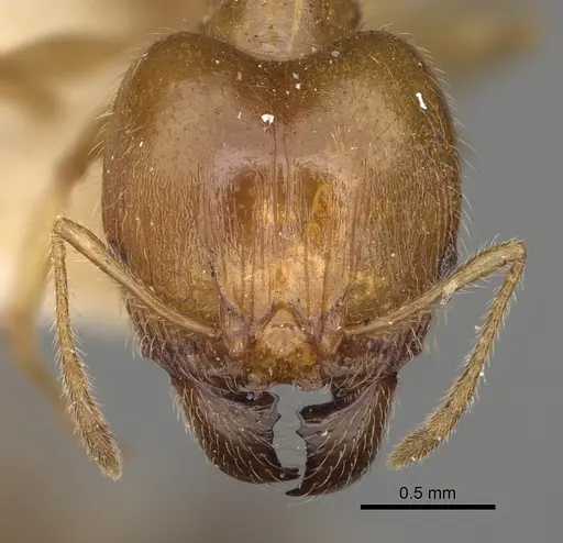 Pheidole punctulata specimen CASENT0923213 image casent0923213_2