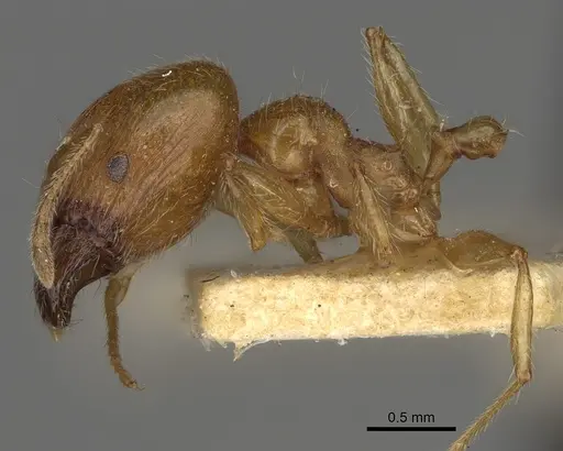 Pheidole punctulata specimen CASENT0923213 image casent0923213_4
