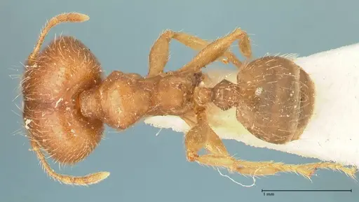Pheidole punctulata specimen FOCOL1350 image focol1350_1
