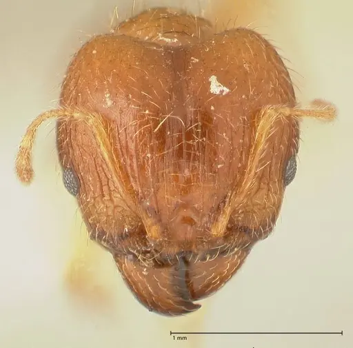 Pheidole punctulata specimen FOCOL1350 image focol1350_2