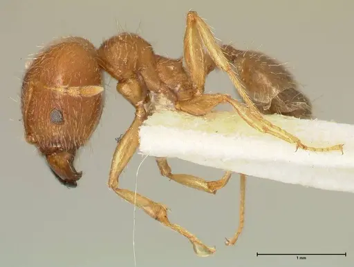 Pheidole punctulata specimen FOCOL1350 image focol1350_3