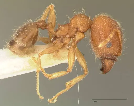Pheidole punctulata specimen FOCOL1350 image focol1350_4